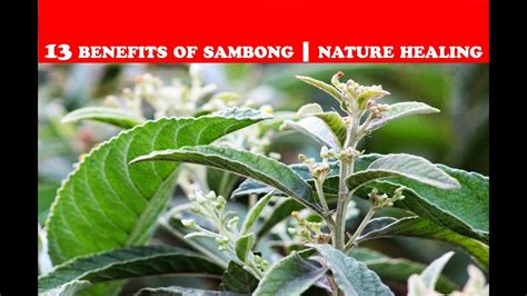 sambong benefits|sambong plant image.
